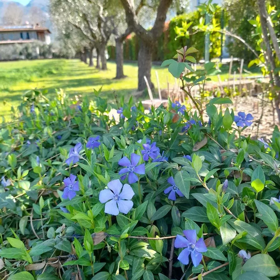 Villa la provenzale Camaiore Italia